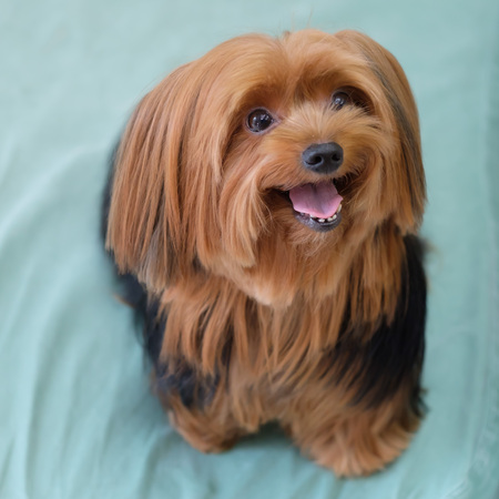 Yorkshire Terrier sitting on the bedの写真素材