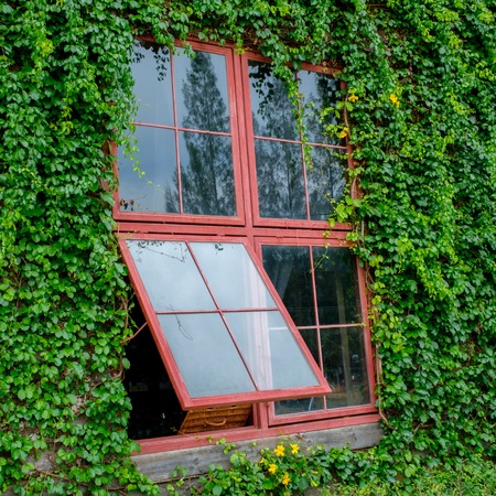 red window and green ivy