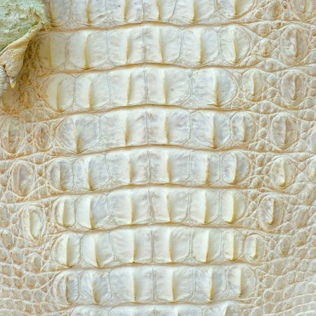 crocodile skinの写真素材
