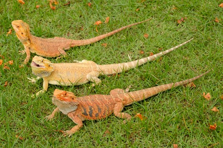 Bearded Dragonの写真素材