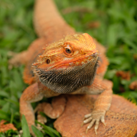 Bearded Dragonの写真素材