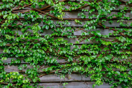 green ivy on wood backgroundの写真素材