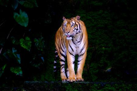 indochinese tiger in the open zooの写真素材
