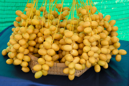 fresh Date Palm (Phoenix dactylifera) in basketの写真素材