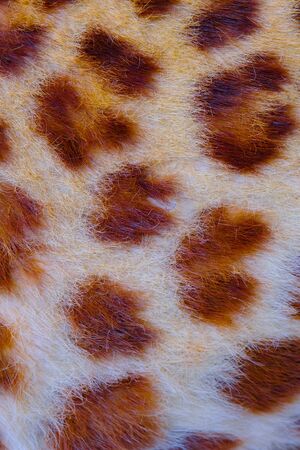 Real jaguar skin in the open zoo