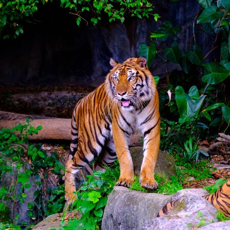 indochinese tiger in the open zoo