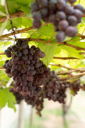 fresh grape in the gardenの写真素材
