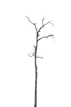 Dead Tree without Leavesの写真素材