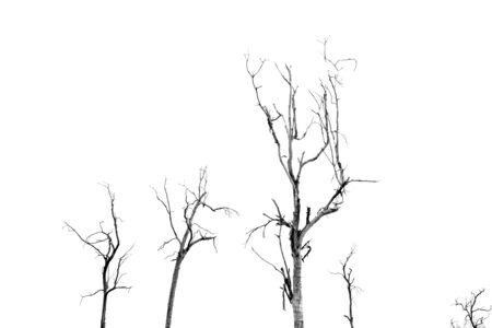 Dead Tree without Leavesの写真素材