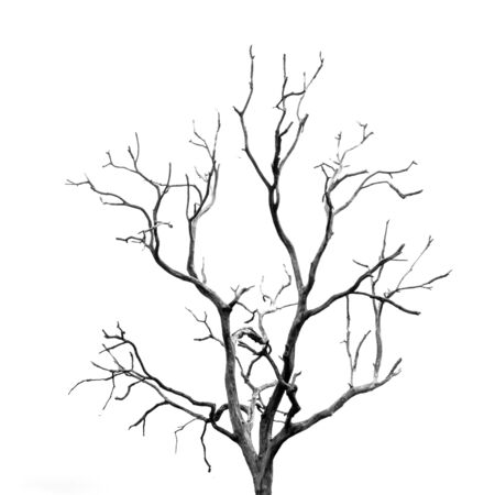 Dead Tree without Leavesの写真素材