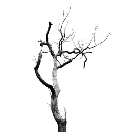 Dead Tree without Leavesの写真素材