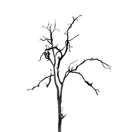 Dead Tree without Leaves on whiteの写真素材