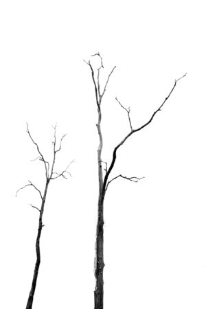 Dead Tree without Leaves on whiteの写真素材