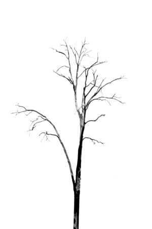 Dead Tree without Leaves on whiteの写真素材