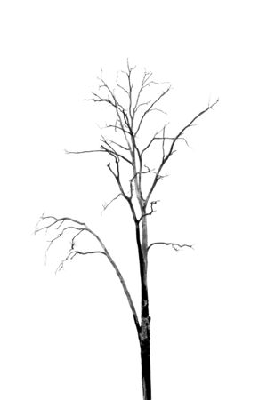 Dead Tree without Leaves on whiteの写真素材