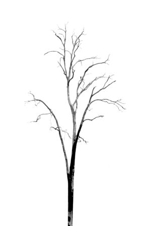 Dead Tree without Leaves on whiteの写真素材