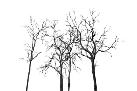 Dead Tree without Leaves on whiteの写真素材
