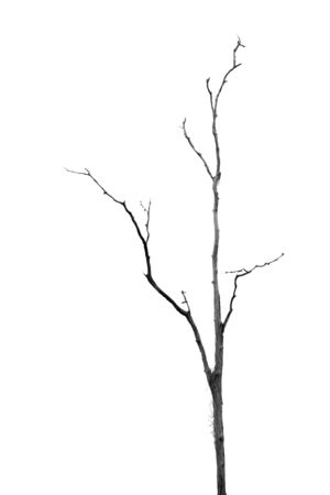 Dead Tree without Leaves on whiteの写真素材