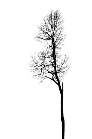 Dead Tree without Leaves on whiteの写真素材