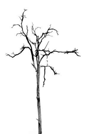 Dead Tree without Leaves on whiteの写真素材