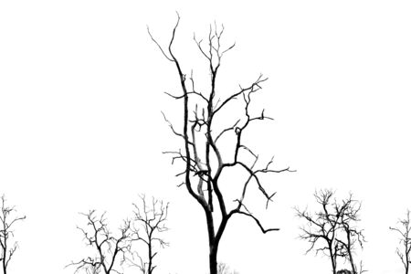 Dead Tree without Leaves on whiteの写真素材