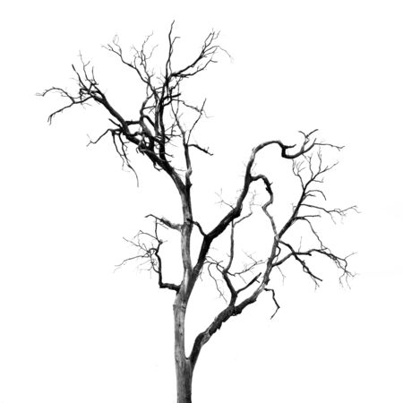 Dead Tree without Leaves on whiteの写真素材