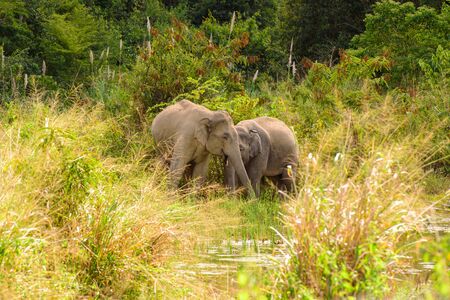 two elephant in the forestの写真素材