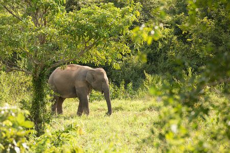 one  elephant in the forestの写真素材