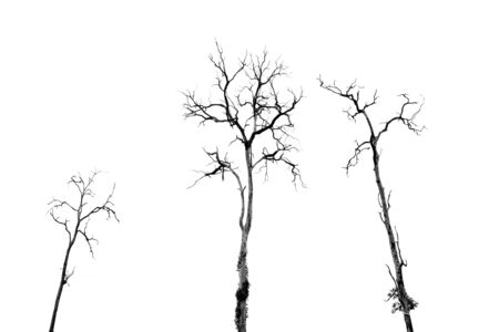Dead Tree without Leaves on whiteの写真素材