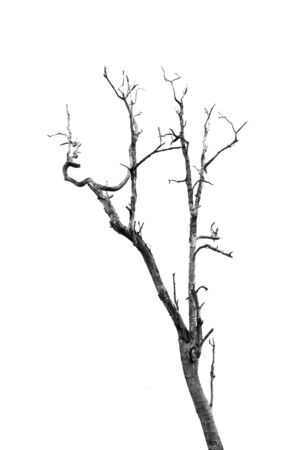 Dead Tree without Leaves on whiteの写真素材