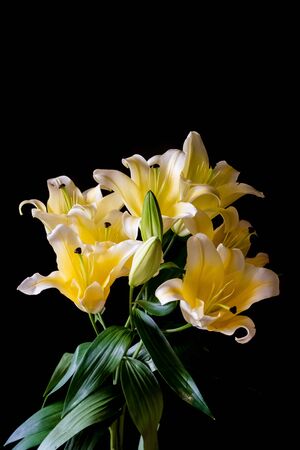 yellow lily  on black backgroundの写真素材