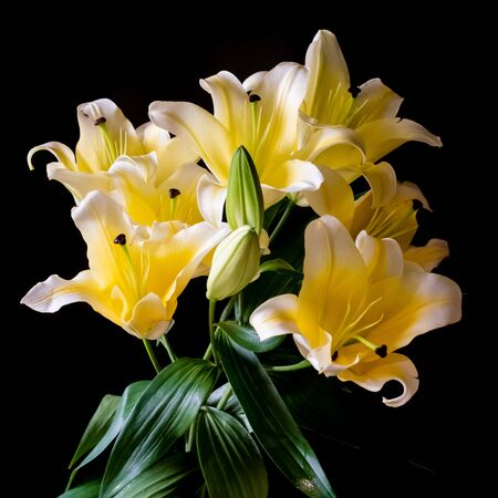 yellow lily  on black backgroundの写真素材