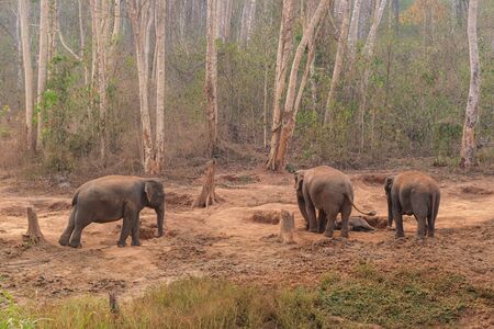 four elephant in the forestの写真素材