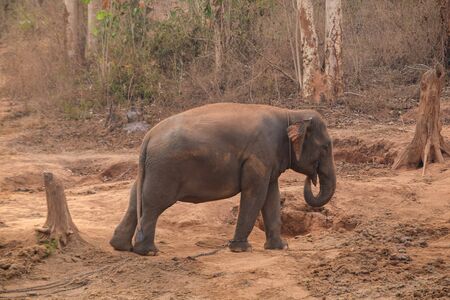 one  elephant in the forestの写真素材