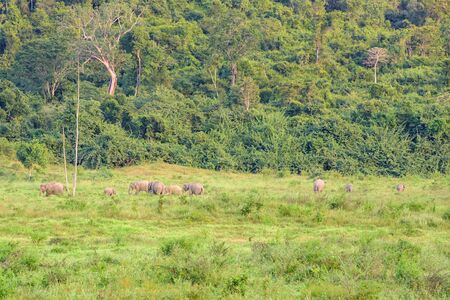 nine elephant in the forestâ¨の写真素材