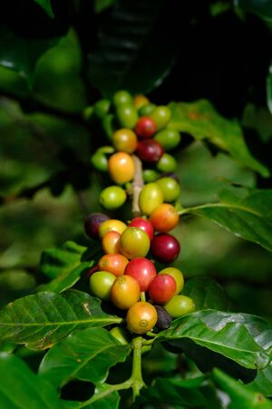 fresh coffee bean in the gardenの写真素材