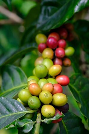 fresh coffee bean in the gardenの写真素材