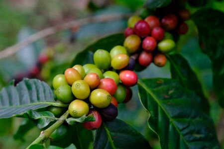 fresh coffee bean in the gardenの写真素材
