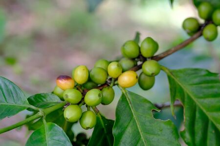 fresh coffee bean in the gardenの写真素材