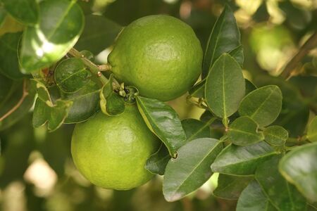 fresh lime in the gardenの写真素材