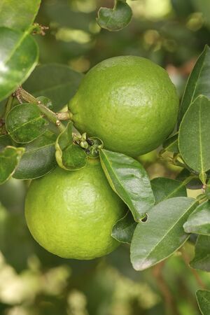fresh lime in the gardenの写真素材