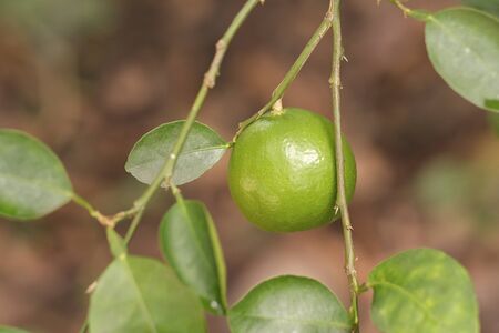 fresh lime in the gardenの写真素材