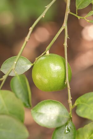 fresh lime in the gardenの写真素材