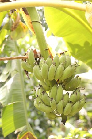 green banana in the gardenの写真素材