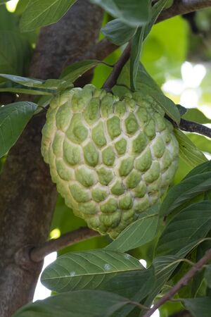 custard apple in the gardenの写真素材