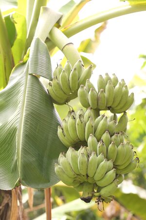 green banana in the gardenの写真素材