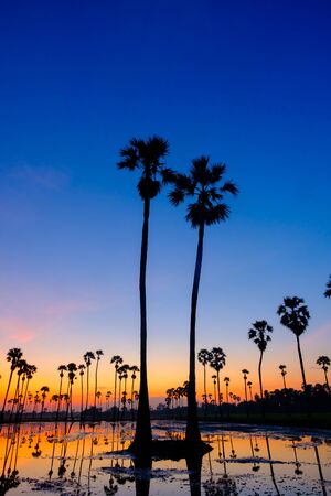silhouette palm tree in the morningの写真素材