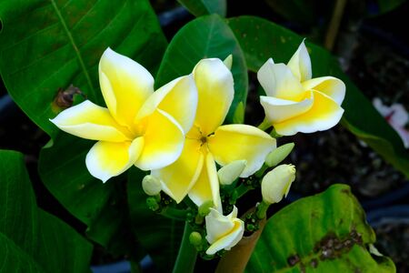 yellow flower of Adenium in the gardenの写真素材