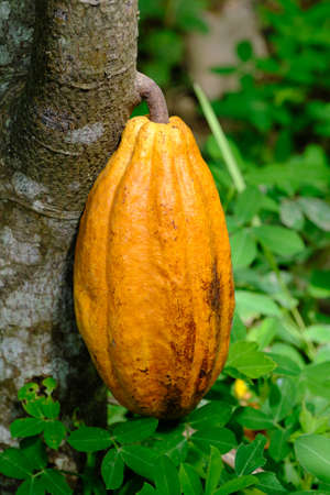 fresh cocoa on the treeの写真素材