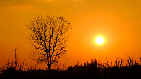 beautiful purple sky after sunsetの写真素材